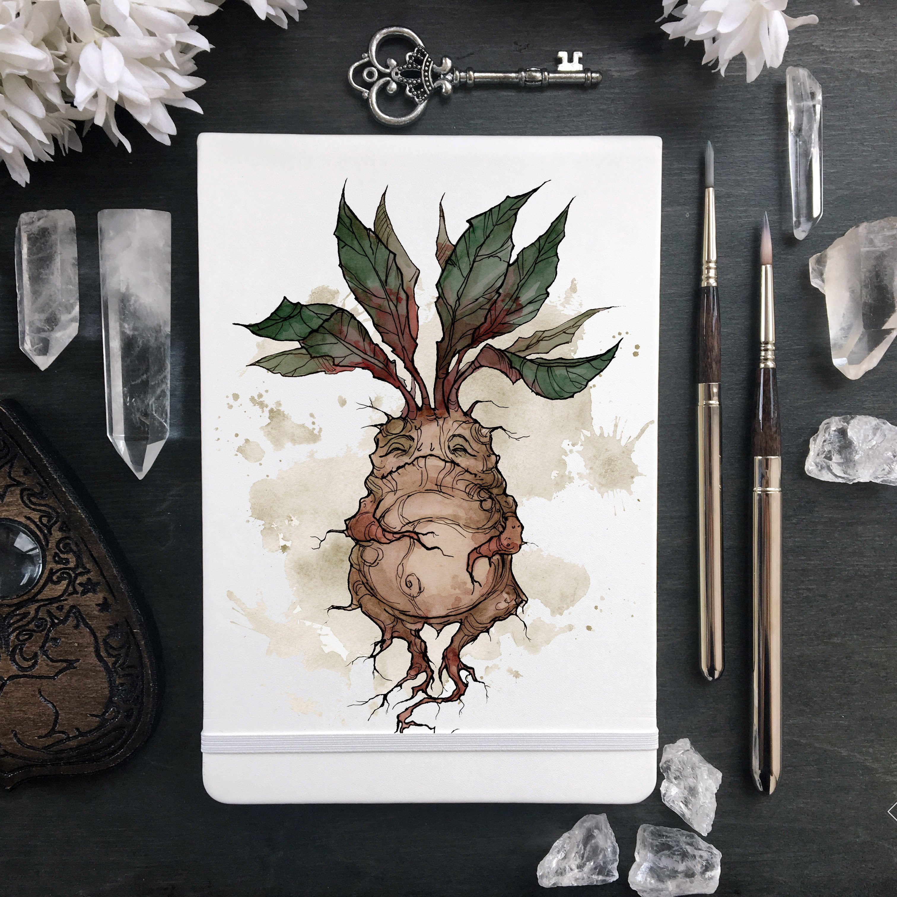 Sketchbook - Sketchbook - Mandrake